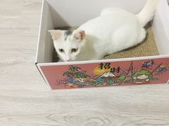-伟伟宠物医院·瑞派猫友好医院·猫科(光谷店)