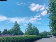 -紫颐香薰山谷景区