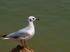 -合肥滨湖国家森林公园