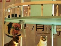 -猫小院猫主题餐厅(三里屯店)