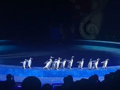 -珠海横琴长隆《卡卡虎奇遇记》