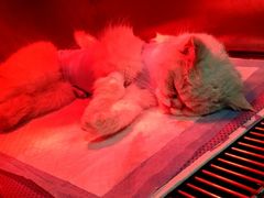 -米苏动物医院·犬猫专科·骨科外科内窥镜