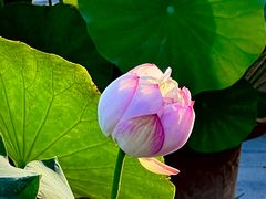 -莲花池公园