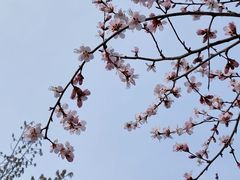 -古塔公园
