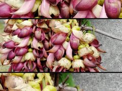 -文华公园(禅城区)