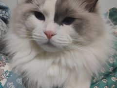 -gaga(深圳京基KKMALL店)