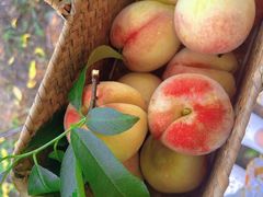 -南汇水蜜桃采摘(大团店)