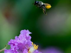 -中国科学院华南植物园