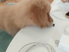 -Let's go狗咖·猫咖·奶狗·桌游(春熙路IFS店)