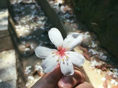 -火炉山森林公园