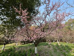 -上海海湾国家森林公园