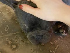 -more than meow吴止猫主题餐厅(承德 中船汇店)