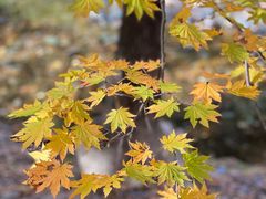 -关门山森林公园
