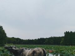 -紫薇公园