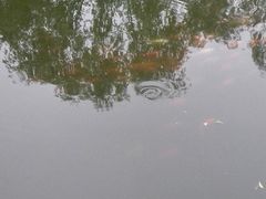 -西湖外事游船(花港观鱼码头)