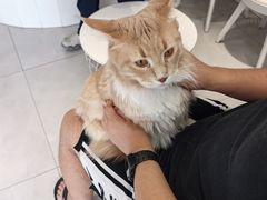 -关爱宠物医院·猫科中心·消化科(滨湖万达分院)