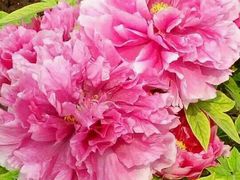 -洛阳郁金香牡丹园