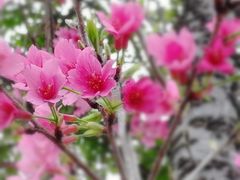 -映月湖公园