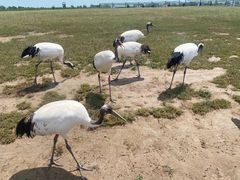 -盐城丹顶鹤湿地生态旅游区