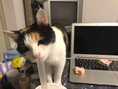 -宠爱国际动物医院· 猫科· 外科·中兽医(长白店)