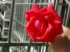 -喜莲娜动物奶油生日蛋糕(白云店)