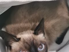 -纳吉亚猫专科动物诊疗中心(蒋宅口分院)