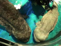 -顺德南宏海立方海洋公园