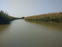 -大湾区中央湿地公园