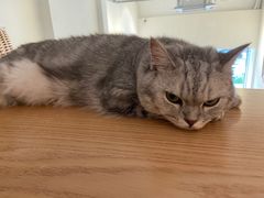 -猫友咖啡店(玉林西路店)