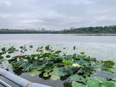 -长春市南湖公园