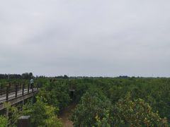 -千年枣林游览区