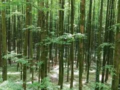 -山王坪喀斯特国家生态公园