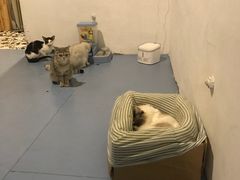 -猫色咖啡·猫咖