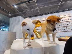 -柴务处·柴犬主题狗咖