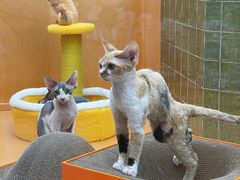 -帕帕拉兹宠物(亚洲旗舰店)