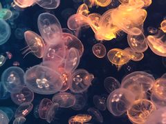 -烟台海昌鲸鲨海洋公园