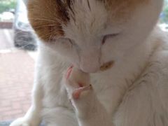 -平行世界·猫咖(首经贸店)