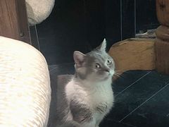 -猫色咖啡·猫咖