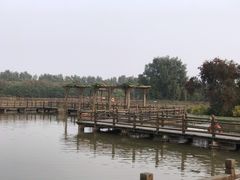 -大湾区中央湿地公园
