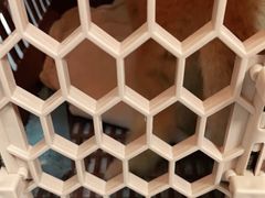 -申普宠物医院·心脏介入·心血管微创(总院)