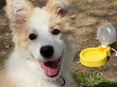 -艾贝尔宠物医院·狂犬免疫点(江山金象城店)