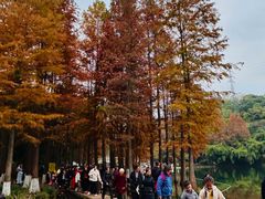 -重庆彩云湖湿地公园