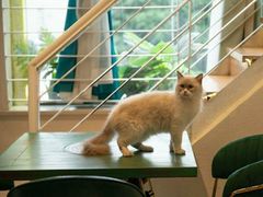 -喵喵咪呀布偶猫咖(春熙路店)