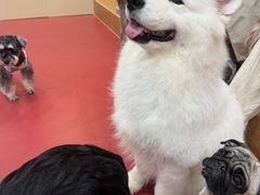 -和它·交个朋友·狗咖猫咖(爱琴海店)