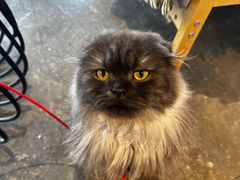 -喵屿·大理花园猫咖