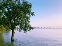 -宝安西湾红树林湿地公园