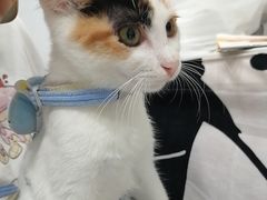 -艾吉宠物医院·疑难杂症转诊中心·猫友好(碧江路院)