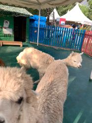 -萌宠亲子动物乐园(槐房万达店)