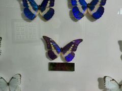 -上海昆虫博物馆