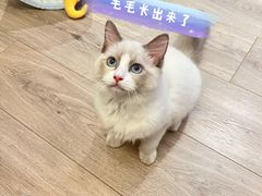 -爱侣·安琦尔宠物医院·中兽医针灸·心内科·狂犬免疫点(宝山区院)